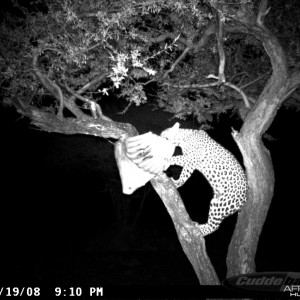 Leopard on Bait at Ozondjahe Safaris Namibia