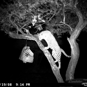 Leopard on Bait at Ozondjahe Safaris Namibia