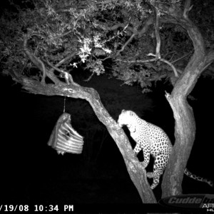 Leopard on Bait at Ozondjahe Safaris Namibia