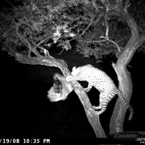 Leopard on Bait at Ozondjahe Safaris Namibia