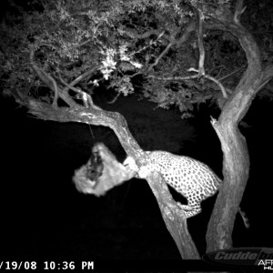 Leopard on Bait at Ozondjahe Safaris Namibia