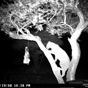 Leopard on Bait at Ozondjahe Safaris Namibia