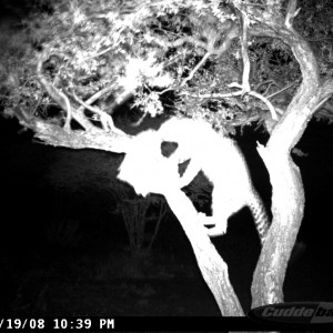 Leopard on Bait at Ozondjahe Safaris Namibia