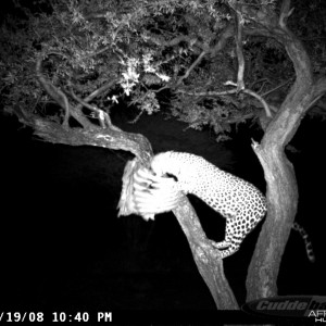 Leopard on Bait at Ozondjahe Safaris Namibia