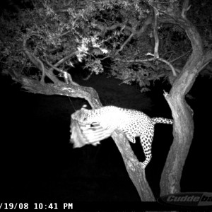 Leopard on Bait at Ozondjahe Safaris Namibia