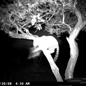 Leopard on Bait at Ozondjahe Safaris Namibia