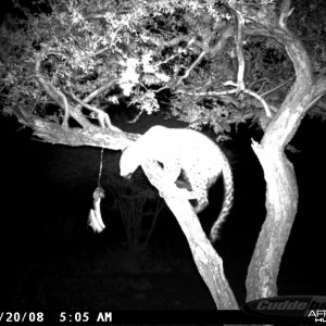 Leopard on Bait at Ozondjahe Safaris Namibia