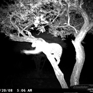 Leopard on Bait at Ozondjahe Safaris Namibia