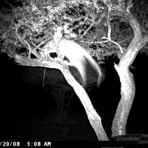 Leopard on Bait at Ozondjahe Safaris Namibia