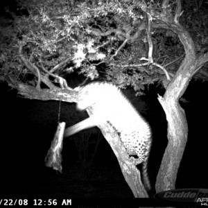 Hunting Leopard on Bait at Ozondjahe Safaris Namibia