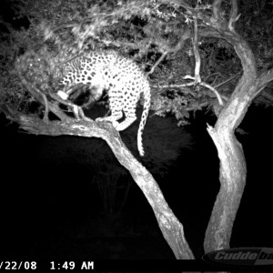 Hunting Leopard on Bait at Ozondjahe Safaris Namibia