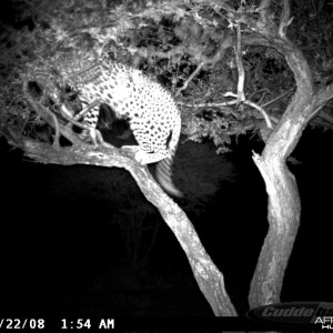 Hunting Leopard on Bait at Ozondjahe Safaris Namibia