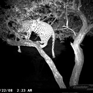 Hunting Leopard on Bait at Ozondjahe Safaris Namibia