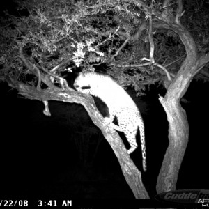 Hunting Leopard on Bait at Ozondjahe Safaris Namibia