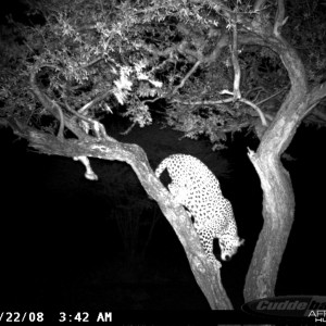 Hunting Leopard on Bait at Ozondjahe Safaris Namibia