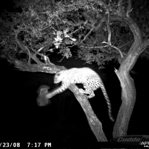 Hunting Leopard on Bait at Ozondjahe Safaris Namibia