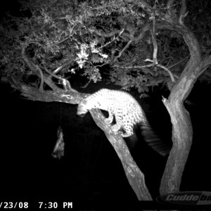 Hunting Leopard on Bait at Ozondjahe Safaris Namibia