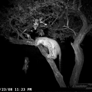 Hunting Leopard on Bait at Ozondjahe Safaris Namibia