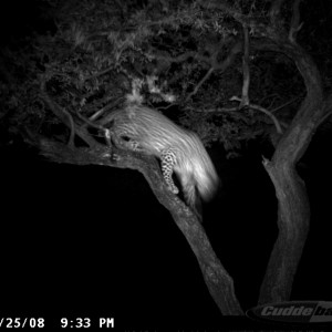 Hunting Leopard on Bait at Ozondjahe Safaris Namibia