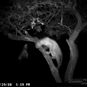 Hunting Leopard on Bait at Ozondjahe Safaris Namibia