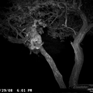 Hunting Leopard on Bait at Ozondjahe Safaris Namibia