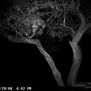 Hunting Leopard on Bait at Ozondjahe Safaris Namibia