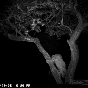 Hunting Leopard on Bait at Ozondjahe Safaris Namibia