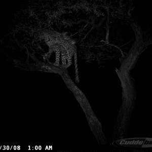 Hunting Leopard on Bait at Ozondjahe Safaris Namibia