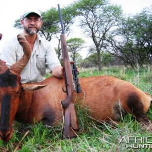 Red Hartebeest