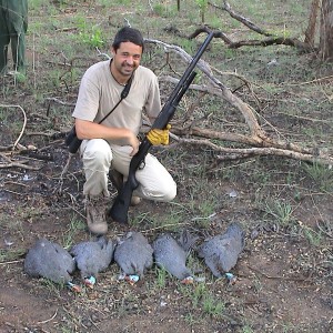 Some Guinea Fowls