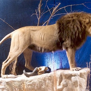 Barbary Lion Mount