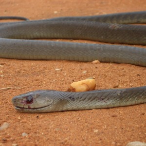 Media 'Black mamba' in category 'Nature & Wildlife Africa'