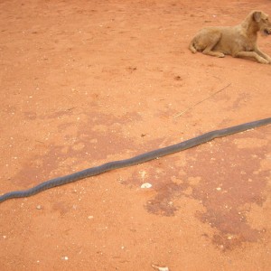 Namibia Otjiwarongo Black mamba