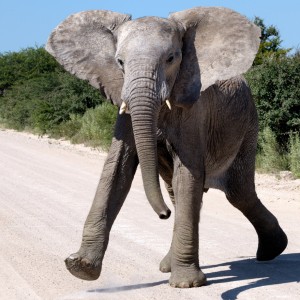 Elephant