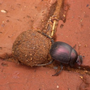 Dung Beetle