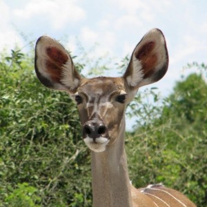 Female Kudu