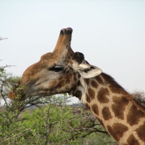 Namibia Giraffe