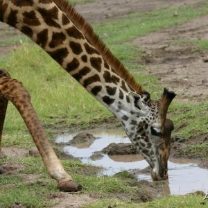 Africa Namibia Giraffe Drinking