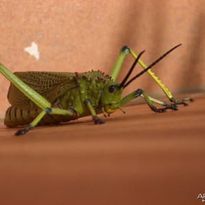 Nmaibia Grasshopper