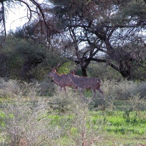 Kudu