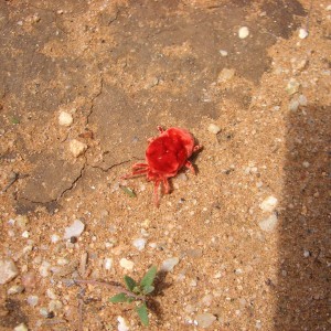 Africa Namibia Red Tiny Spider