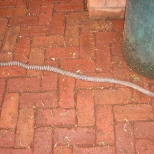 Namibia Zebra Snake