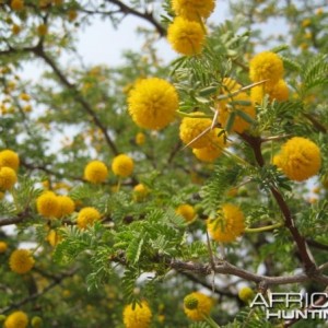 Acacia tree