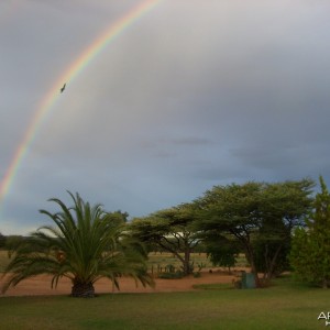 Bird in Rainbow