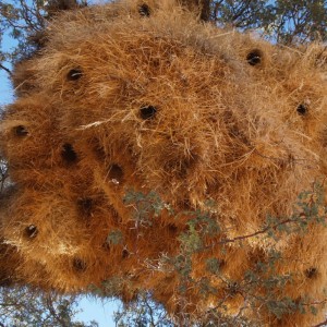 Africa Namibia Bird Nest