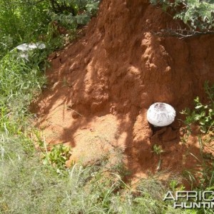 Namibia Omajova Mushrooms