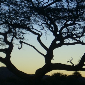 Africa Namibian Sunset tree