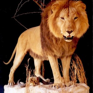 Lion Mount