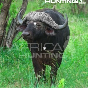 Hunting Buffalo Front View Shot Placement