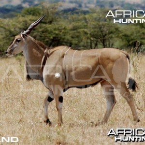 Hunting Eland Shot Placement